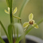 Cymbidium ensifolium 'He Wang' 建蘭 ‘荷王’