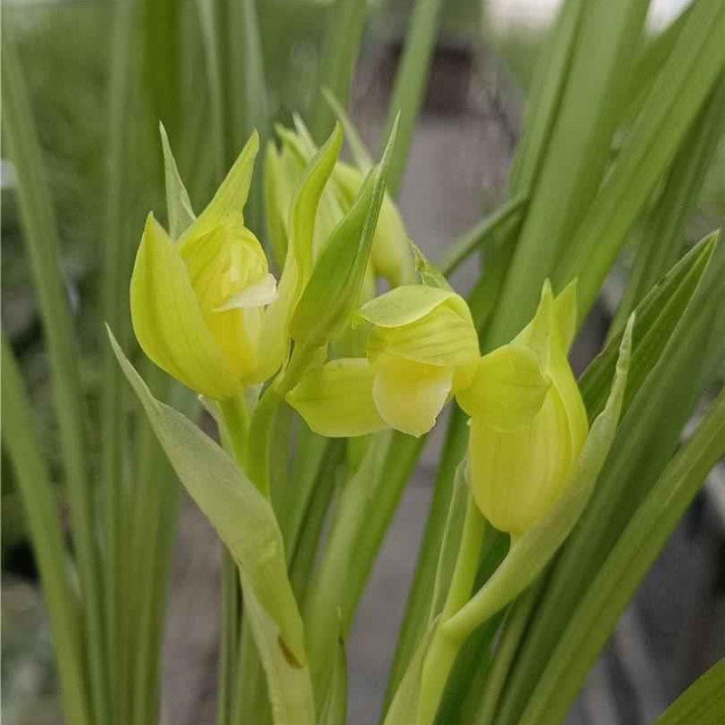 Cymbidium goeringii ssp.longibracteatum 'Ya Huang Su' 春劍 ‘芽黃素’