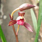 Cymbidium ensifolium ‘Zi Ning' 建蘭 ‘紫凝’