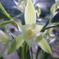 Cymbidium ensifolium 'Qi Xian Nv' 建蘭 ‘七仙女’