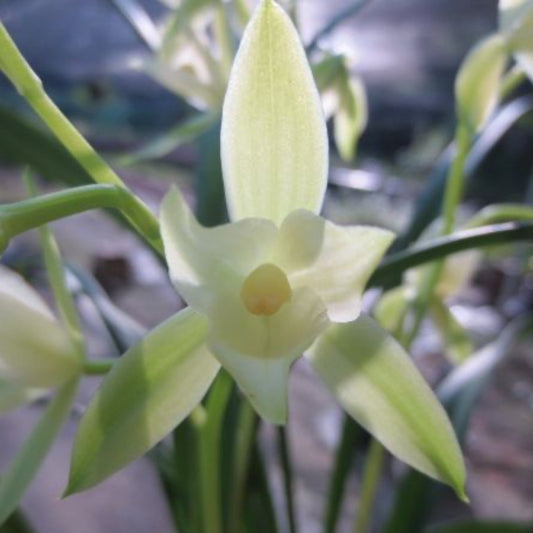 Cymbidium ensifolium 'Qi Xian Nv' 建蘭 ‘七仙女’