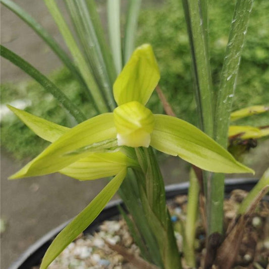 Cymbidium goeringii ssp.longibracteatum 'Ya Huang Su' 春劍 ‘芽黃素’
