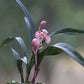Cymbidium ensifolium 'Hong Cao Hong He' 建蘭 ‘紅草紅荷’