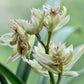 Cymbidium ensifolium 'Fu Shan Qi Die' 建蘭 ‘富山奇蝶’