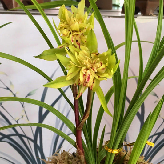 Cymbidium goeringii 'Da Tang Sheng Shi' 春蘭 ‘大唐盛世’