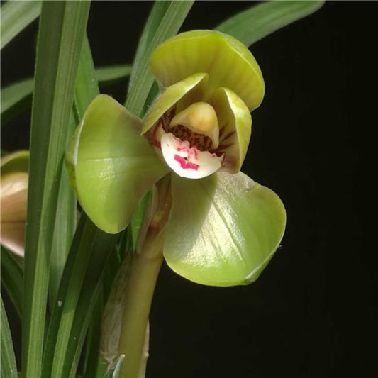 Cymbidium goeringii 'Huan Qiu He Ding' 春蘭 ‘環球荷鼎’