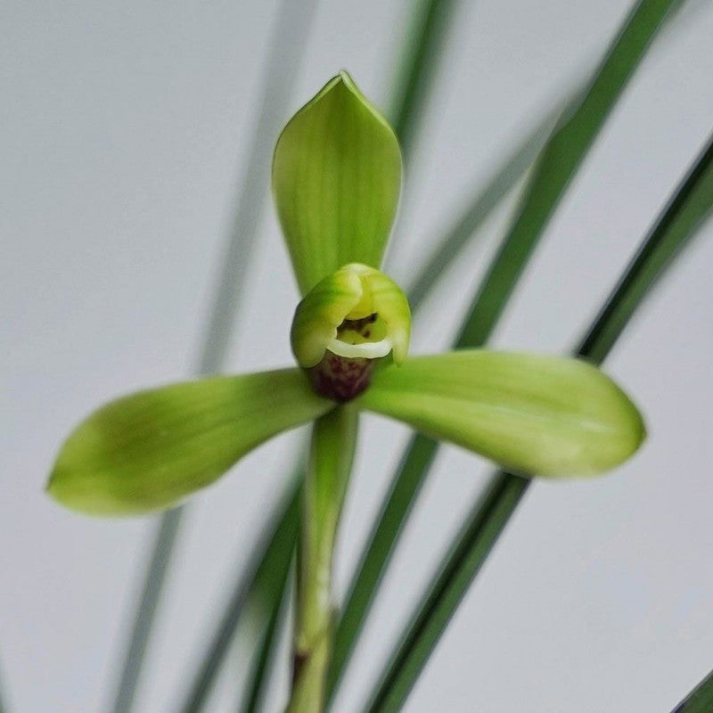 Cymbidium goeringii 'Wang Zi' 春蘭 ‘汪字’