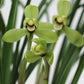 Cymbidium goeringii 'Wang Zi' 春蘭 ‘汪字’