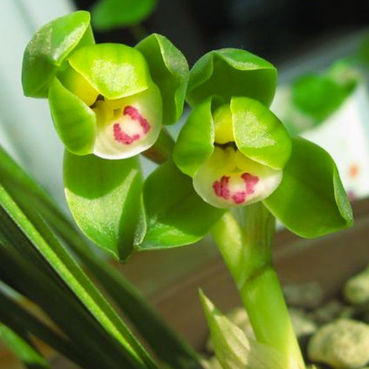 Cymbidium goeringii 'Cui Gai He' 春蘭 ‘翠蓋荷’