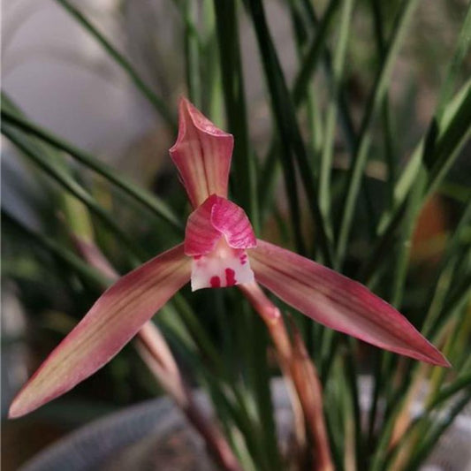 Cymbidium goeringii ‘Wu Feng' 春蘭 ‘吳鳳’